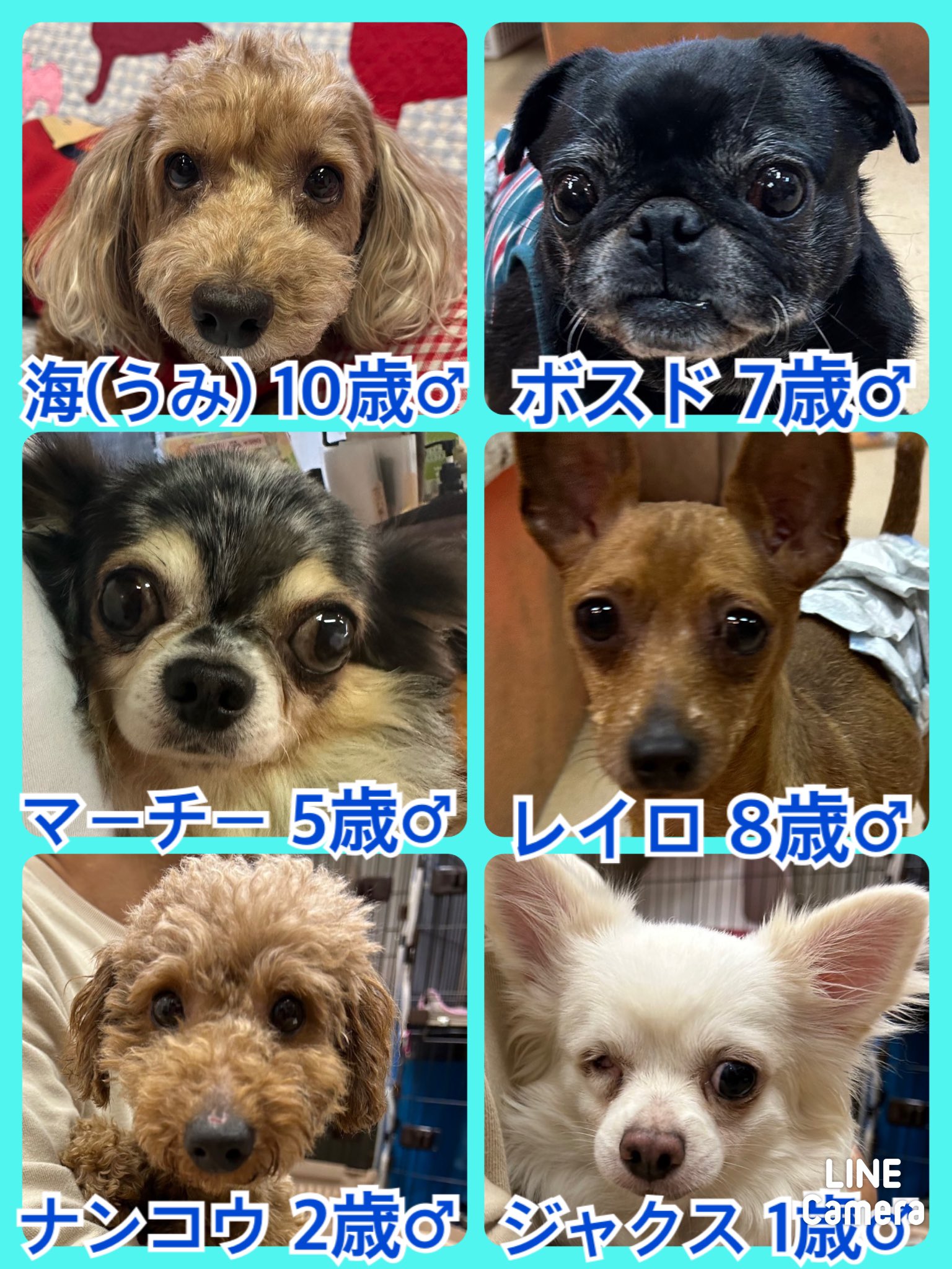 🐾今日の里親様募集中ワンコ🐶メンバーです🐾2023,11,14【保護犬カフェ天神橋店】